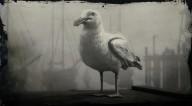 Ring billed gull