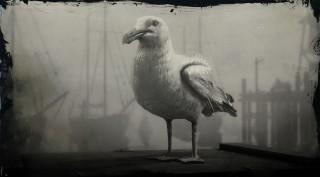 Ring-billed Gull