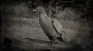 Ring necked pheasant