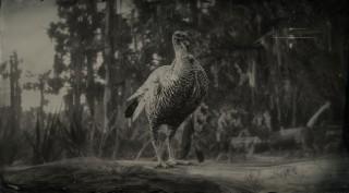 Rio Grande Wild Turkey
