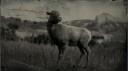 Rocky mountain bighorn sheep