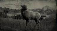 Rocky mountain bighorn sheep