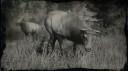 Rocky mountain cow elk