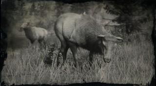 Rocky Mountain Cow Elk