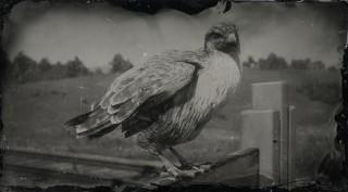 Rough-legged Hawk