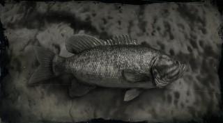 Smallmouth Bass