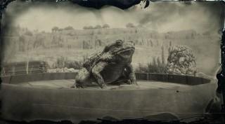 Sonoran Desert Toad