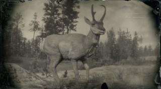 Sonoran Pronghorn Buck