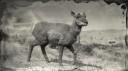 Sonoran pronghorn doe