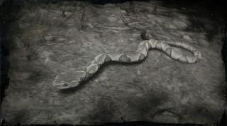 Southern Copperhead Snake