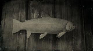 Steelhead Trout