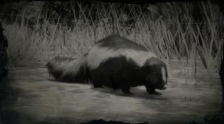 Striped Skunk