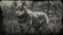 Timber Wolf