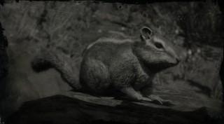 Western Chipmunk