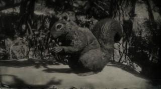 Western Gray Squirrel