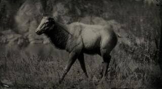 Western Moose
