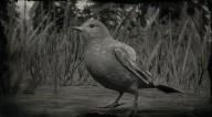 Western Tanager Songbird