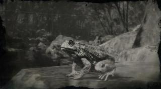 Western Toad