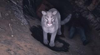 White Cougar
