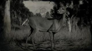 Whitetail Deer