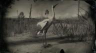 Whooping crane