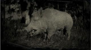 Wild Boar