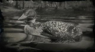 Yellow-billed Loon