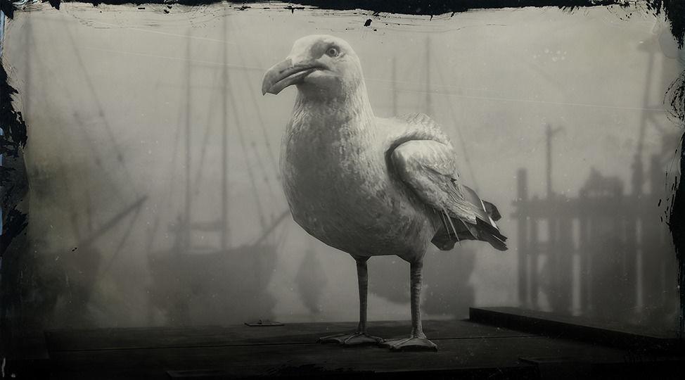 Ring-billed Gull - RDR2 Animal