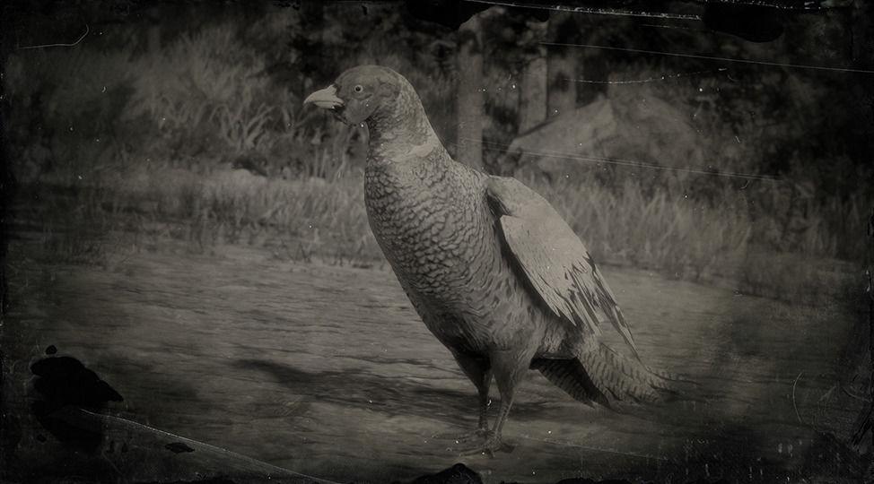 Ring-necked Pheasant - RDR2 Animal