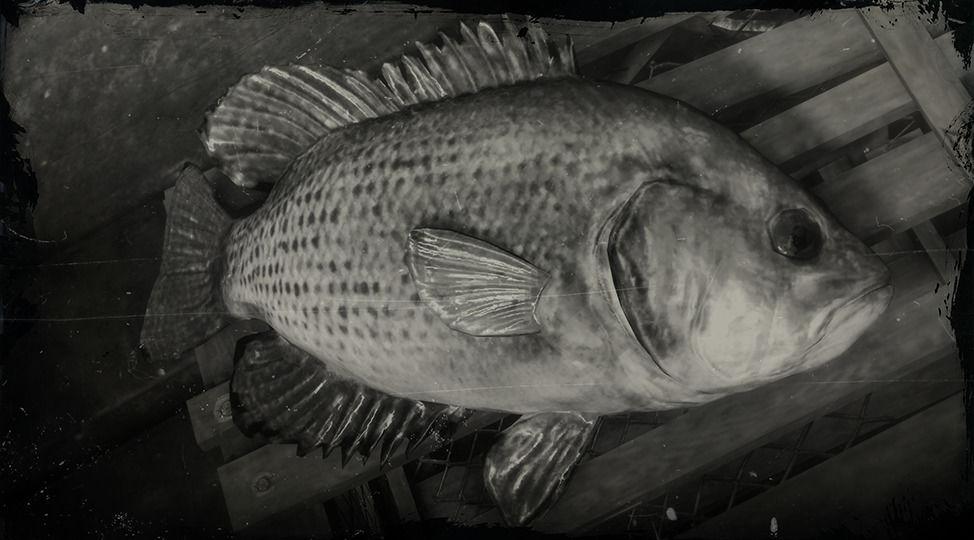 Rock Bass - RDR2 Animal Rock Bass - RDR2 Animal