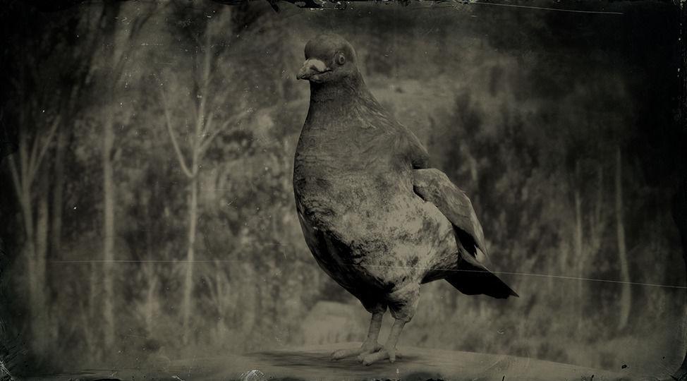 Rock Pigeon - RDR2 Animal