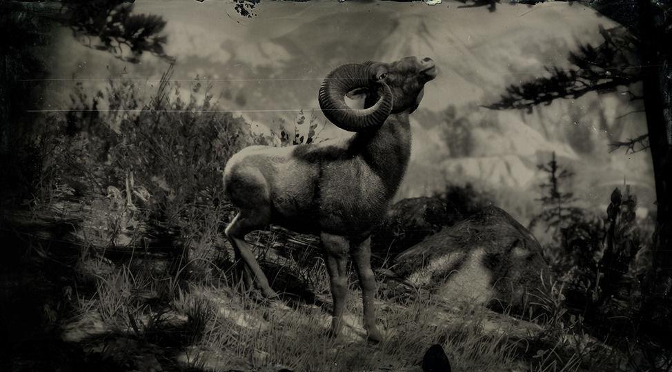 Rocky Mountain Ram RDR2 Animals | Map & To Find