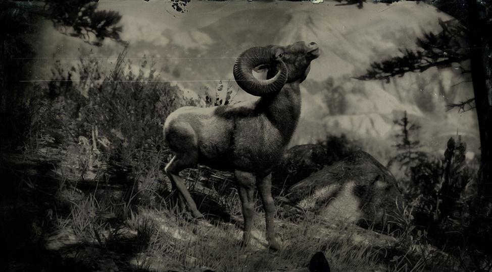 Rocky Mountain Bighorn Ram - RDR2 Animal Rocky Mountain Bighorn Ram - RDR2 Animal