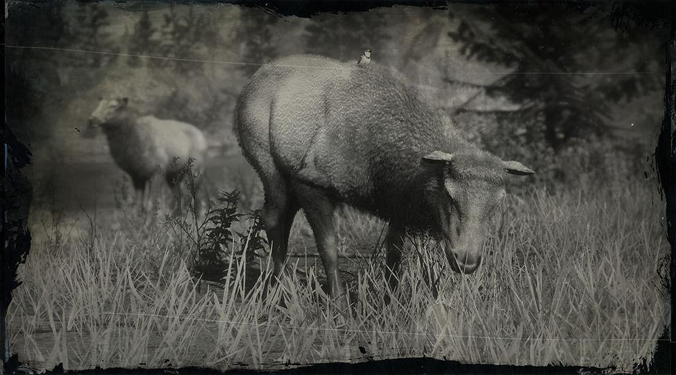 Rocky Mountain Cow Elk - RDR2 Animal