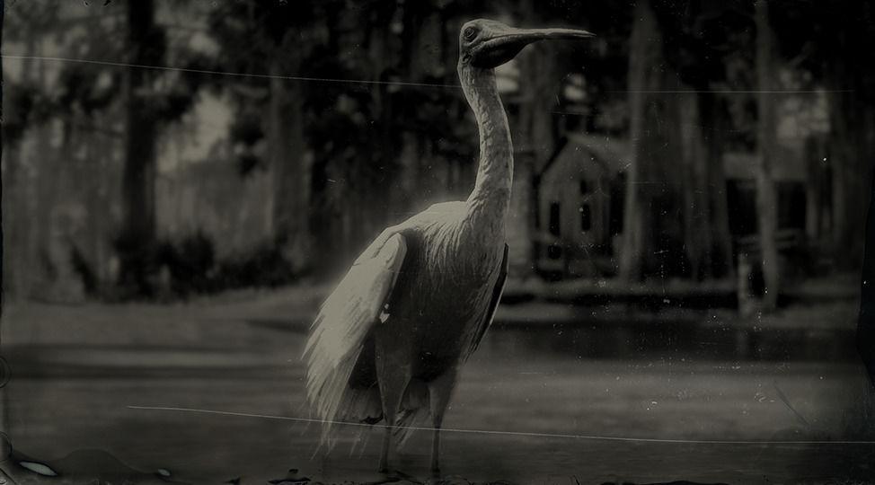 Roseate Spoonbill - RDR2 Animal Roseate Spoonbill - RDR2 Animal