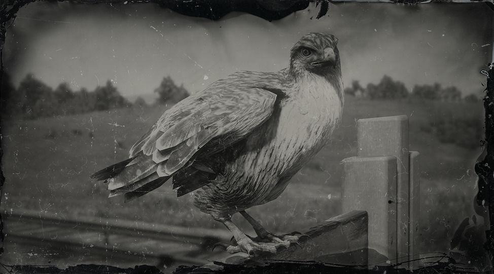 Rough-legged Hawk - RDR2 Animal Rough-legged Hawk - RDR2 Animal