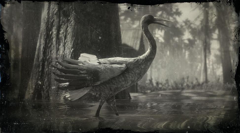 Sandhill Crane - RDR2 Animals | Map Location & Where To Find Sandhill Crane - RDR2 Animals | Map Location & Where To Find