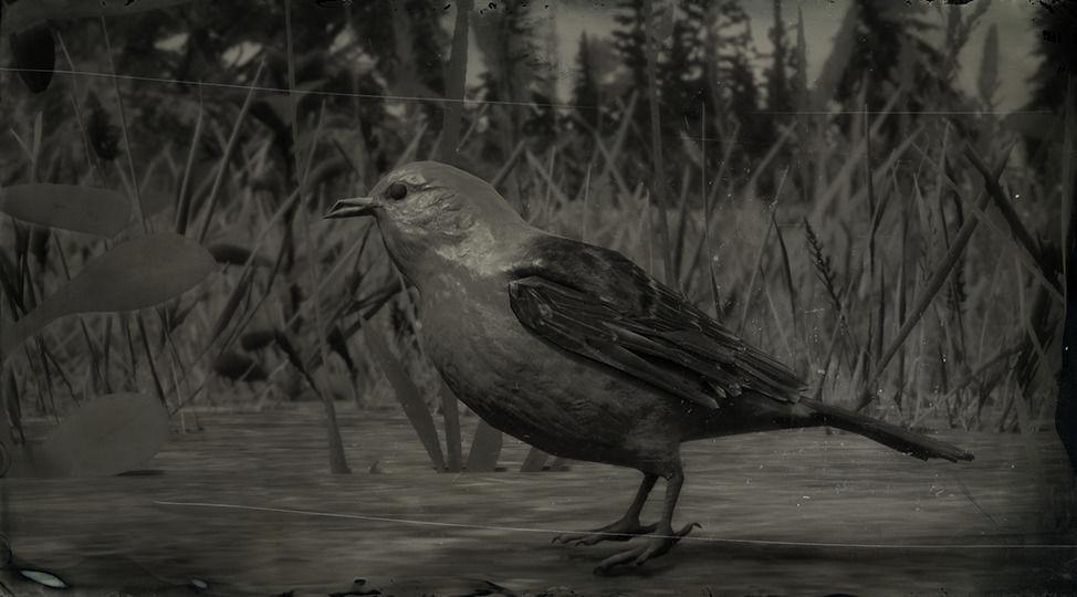 Scarlet Tanager Songbird - RDR2 Animal Scarlet Tanager Songbird - RDR2 Animal