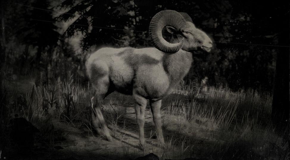 Sierra Nevada Bighorn Ram - RDR2 Animal Sierra Nevada Bighorn Ram - RDR2 Animal