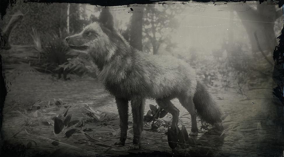 Due uærlig bestyrelse Silver Fox | RDR2 Animals | Map Location & Where To Find