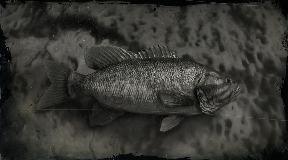 Smallmouth Bass - RDR2 Animal Smallmouth Bass - RDR2 Animal