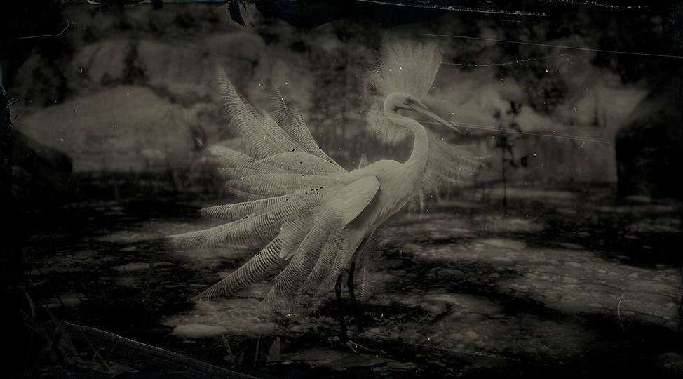 Snowy Egret - RDR2 Animal Snowy Egret - RDR2 Animal