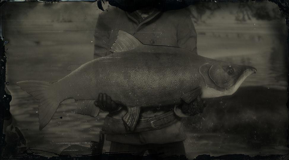 Legendary Sockeye Salmon - RDR2 Animal Legendary Sockeye Salmon - RDR2 Animal