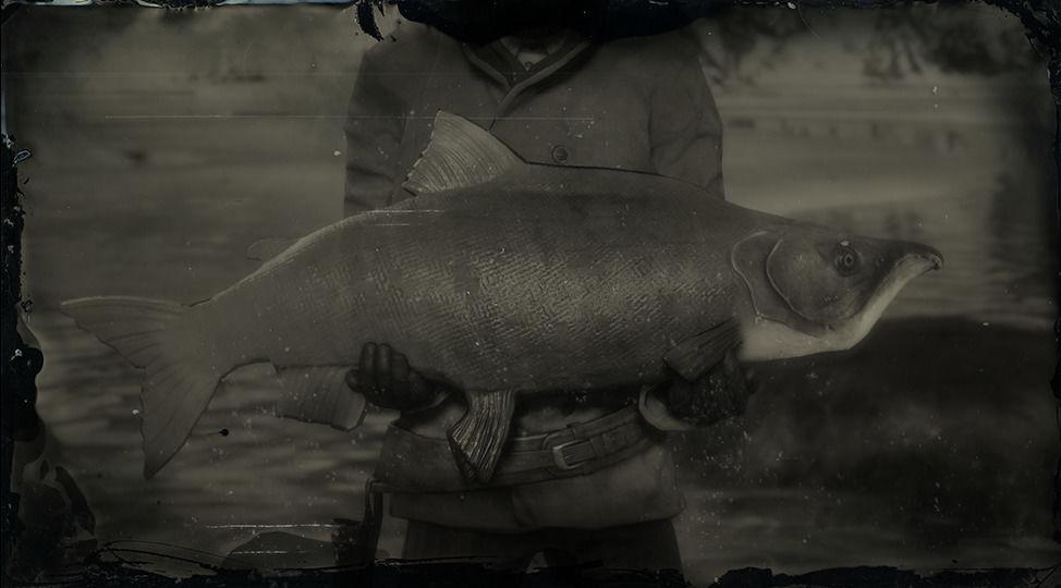 Legendary Sockeye Salmon