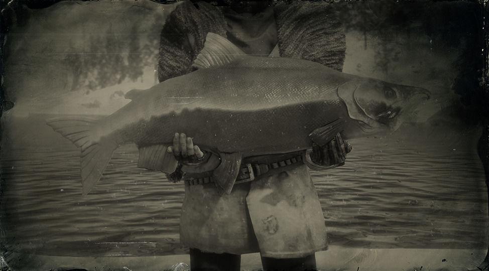 Легендарный лосось rdr2. РДР 2 легендарный лосось. Legendary Sockeye Salmon rdr 2. Самая большая рыба в РДР 2. Легендарная рыба red dead redemption