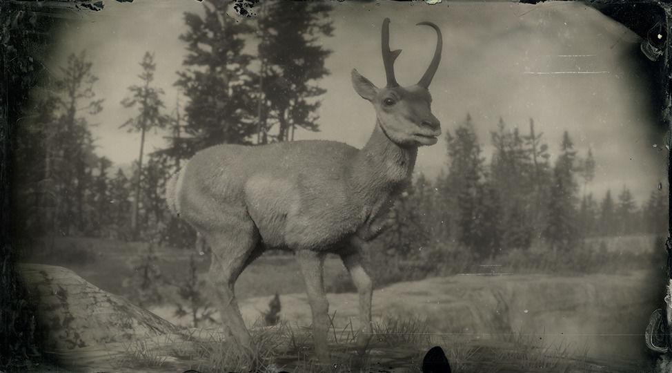 Sonoran Pronghorn Buck - RDR2 Animal Sonoran Pronghorn Buck - RDR2 Animal