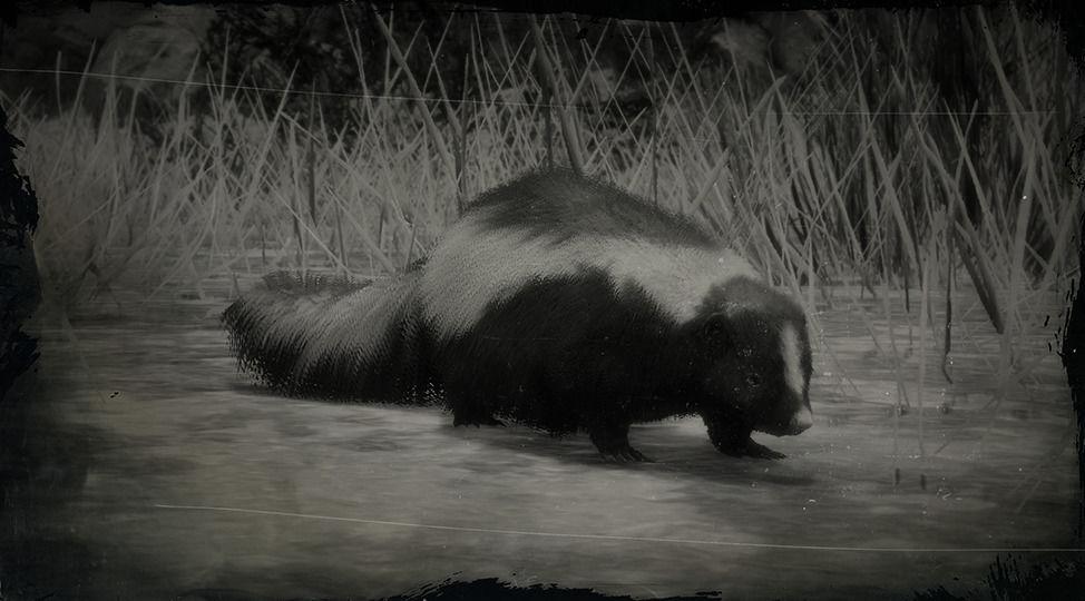 Striped Skunk - RDR2 Animal