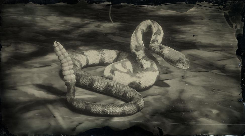 Timber Rattlesnake - RDR2 Animal