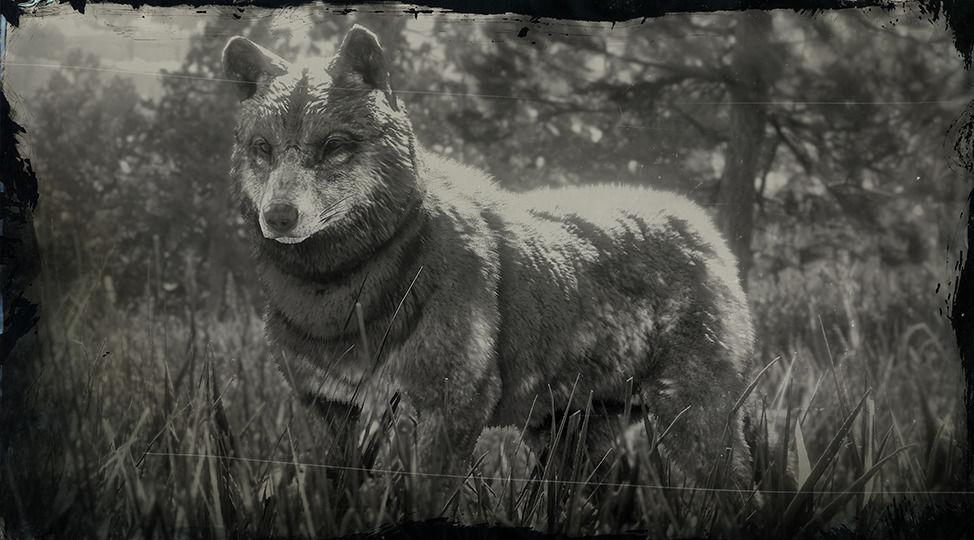 Timber Wolf - RDR2 Animal