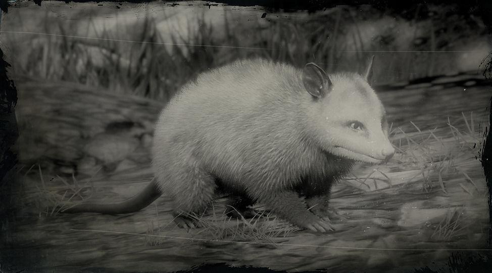 Virginia Opossum - RDR2 Animal Virginia Opossum - RDR2 Animal